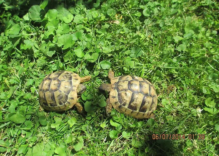 Διαμέρισμα Like Gradac (Split-Dalmatia)