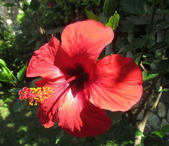 Διαμέρισμα Like *